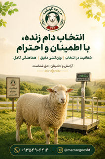 انتخاب دام زنده